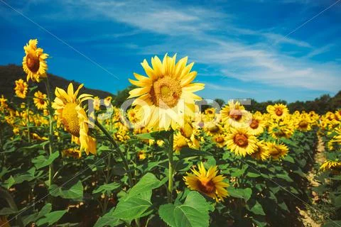 Bright yellow bloomng sunflowers field in sunny summer Stock Photos