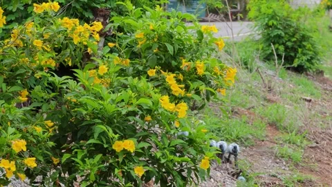 Bright yellow blossoms emerging from rich green leaves in serene natural Stock Footage 344826713