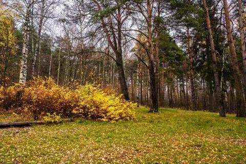 Bright yellow bushes in a mixed pine-birch forest. Stock Photos