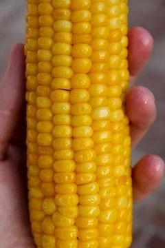 Bright yellow buttered corn cob in womans' hand Stock Photos