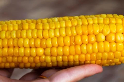 Bright yellow buttered corn cob in womans' hand Stock Photos