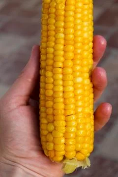 Bright yellow buttered corn cob in womans' hand Stock Photos