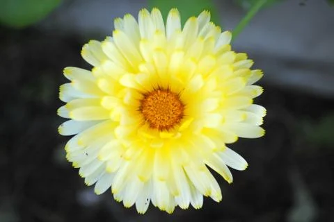 Bright Yellow Calendula Foto stock