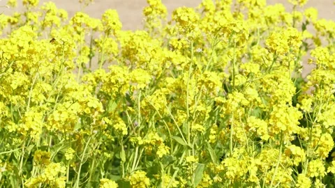 Bright Yellow Canola Flowers Blooming in Spring Sunlight Stock Footage 328925853