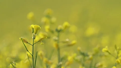 Bright yellow canola rape seed flowers wave in a light wind on a background Stock Footage 340240187