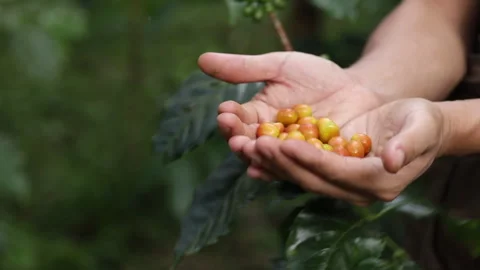 Bright yellow Catimor coffee beans ripen in the hands of a farmer. Stock Footage 257567286