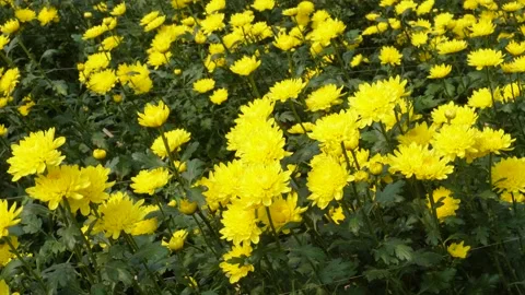 Bright yellow chrysanthemum Stockbeeldmateriaal 332587052
