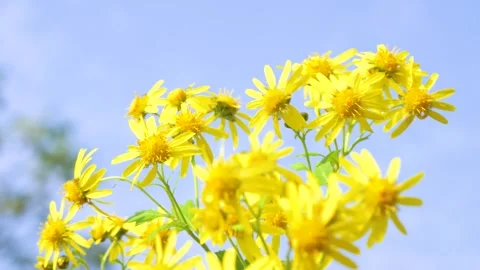 Bright yellow chrysanthemums blooming under a clear blue sky in spring sunlight Stock Footage 342002507