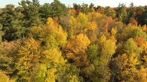 Bright yellow colored trees grow within green pines in beautiful autumn Video stock 119174389