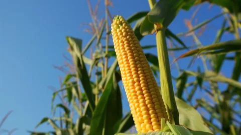 A bright yellow corn cob ripens on its tall green stalk, bathed in natural .. Stock Footage 321918372