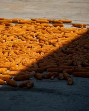 Bright yellow corn cobs drying on a concrete courtyard under the sun Foto stock