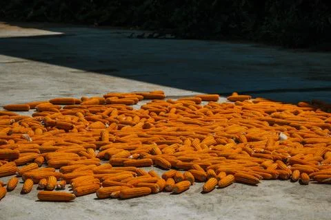 Bright yellow corn cobs drying on a concrete courtyard under the sun Stock Photos