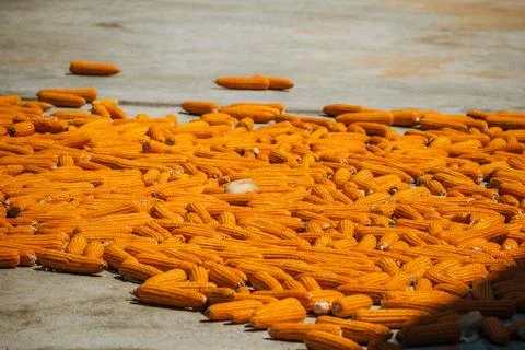 Bright yellow corn cobs drying on a concrete courtyard under the sun Stock-Fotos
