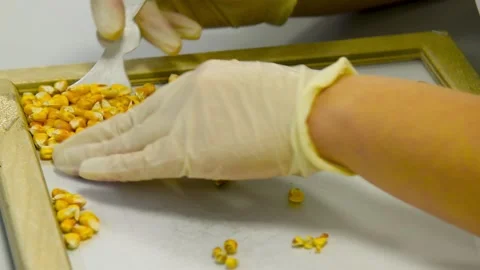 Bright yellow corn kernels in laboratory. Laboratory for processing and acc.. 스톡 동영상 331206167