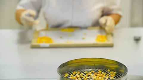 Bright yellow corn kernels in laboratory. Laboratory for processing and acc.. 库存影片 331206173