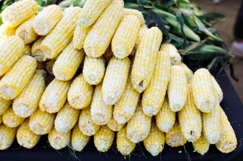 Bright Yellow Corn in a Stack at the Farmers Market Stock Photos