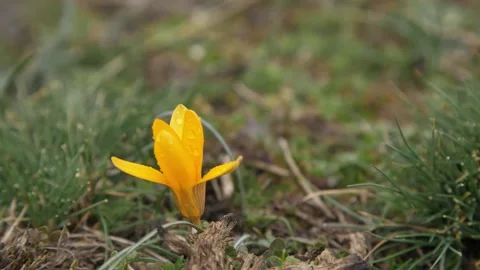 A bright yellow crocus flower with dew drops sways in the wind. Stock Footage 160402445