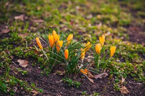 Bright yellow crocus flowers bloom among green grass in a springtime garden Stock Photos
