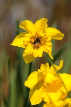Bright yellow daffodil with bumblebee. Spring and Easter concept. Stock Photos