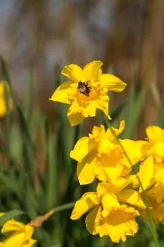 Bright yellow daffodil with bumblebee. Spring and Easter concept. Stock Photos