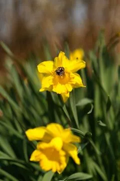 Bright yellow daffodil with bumblebee. Spring and Easter concept. Stock Photos