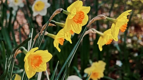 Bright yellow daffodils bending under the spring breeze in a garden flowerbed. Stock Footage 332178818