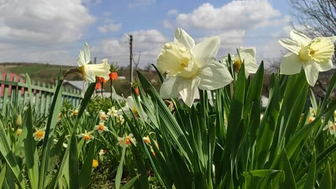 Bright yellow daffodils bloom in the garden or park. Stock Footage 187730401