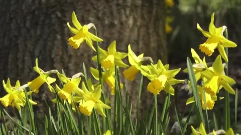 Bright Yellow Daffodils Blooming in Spring Sunlight Near a Tree Trunk Video stock 302301075