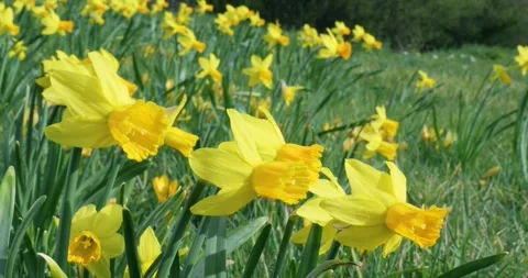 Bright yellow daffodils in the breeze. Stock Footage 306967255