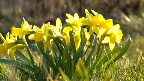 Bright yellow daffodils close up in strong sunlight. Stock Footage 329220833