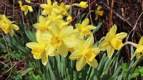 Bright yellow daffodils with dew drops early in the morning. Daffodil flowers Stock Footage 153083523