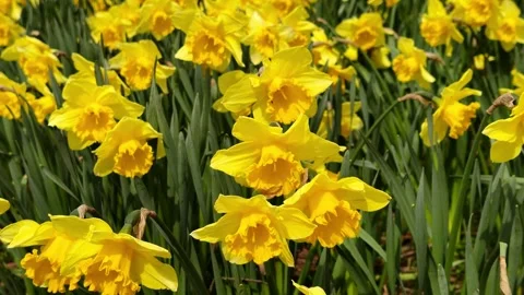 Bright yellow daffodils flower bloom in spring sunny field. Stockbeeldmateriaal 334664369