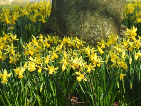 Bright yellow daffodils Stock Photos