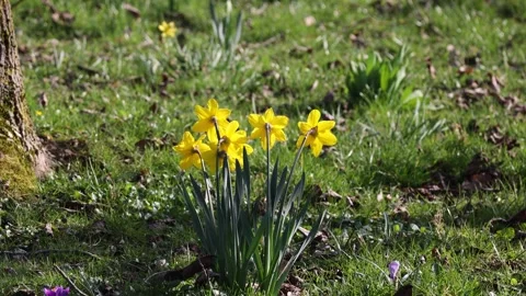 Bright yellow daffodils in the spring light in the park Stock Footage 330605713