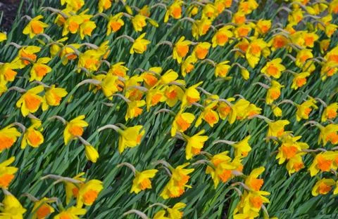 Bright yellow daffodils in spring Stock Photos
