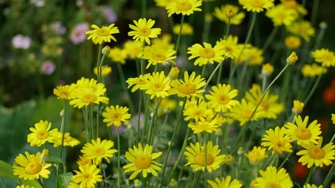Bright Yellow Daisies Moving in the Wind, Garden Flowers Stock Footage 79302665