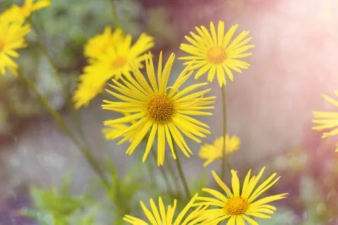 Bright yellow Daisy Doronicum orientale. Soft selective focus Stock Photos