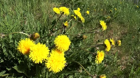 Bright yellow dandelion flowers. Video stock 68447045