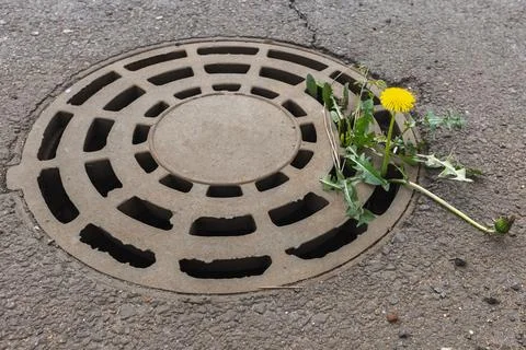 A bright yellow dandelion pushes through the sewer manhole Stock Photos