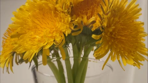 Bright yellow dandelions Stock Footage 154575874