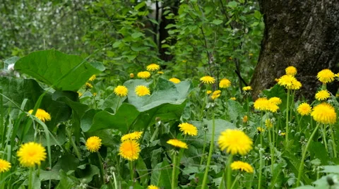 Bright yellow dandelions in the forest Stockbeeldmateriaal 64220398