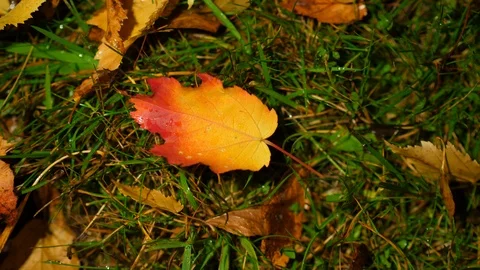 Bright yellow fallen leaf, lighting change and shadow move on ground Stock Footage 97139268