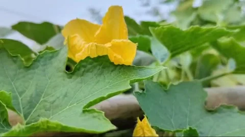 Bright yellow field pumpkin flower attracts bees, aiding pollination and growth. Stock Footage 303792995