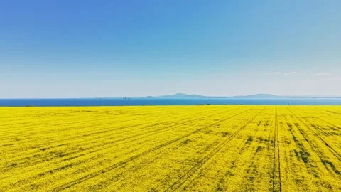 Bright yellow field under clear sky beside blue water and distant hills Stock Footage 338241667