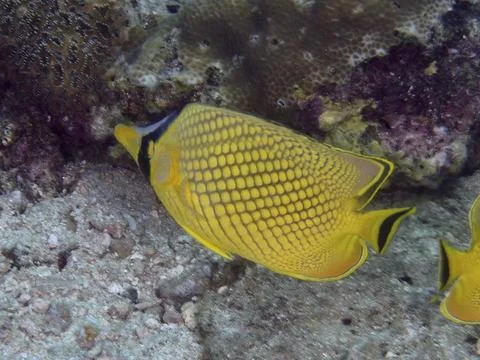A bright yellow fish with a black pattern, large scale butterflyfish (Chaetodon Stock Photos