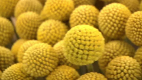 Bright Yellow Flower Buds Stock Footage 136210941