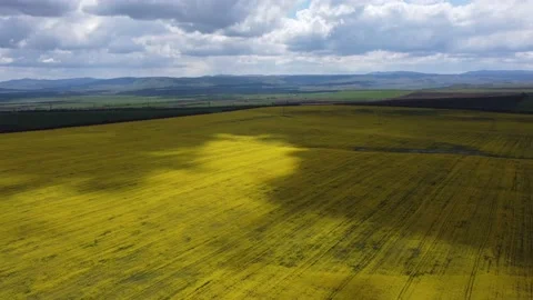 Bright yellow flower fields in the shade of moving gray clouds Video stock 155608579