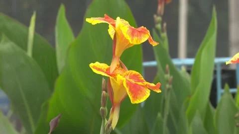 Bright Yellow Flower in Full Bloom Stock Footage 321465447