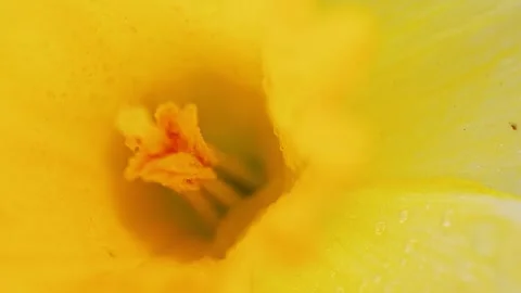 Bright yellow flower is open, showing its center and petals. Stock Footage 332274360
