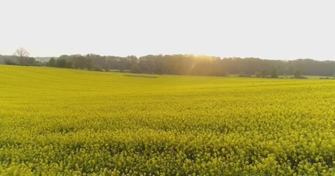 Bright Yellow Flowering Field Under Warm Sunlight 스톡 동영상 336469681